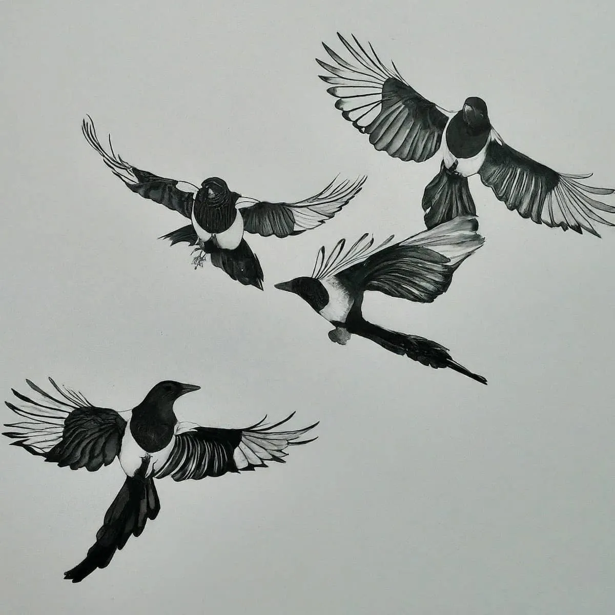 Hand-drawn illustration of magpies in flight